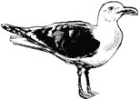 © Julius Stafford-Baker Gull by Julius B Stafford-Baker