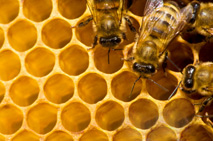 Bees on honeycomb
